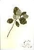  (Sorbus anglica - NBGW1069)  @11 [ ] Unspecified (default): All Rights Reserved  Unspecified Unspecified