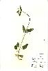  (Stachys officinalis - NBGW2033)  @11 [ ] Unspecified (default): All Rights Reserved  Unspecified Unspecified