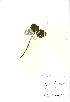  (Sorbus aria - NBGW2069)  @11 [ ] Unspecified (default): All Rights Reserved  Unspecified Unspecified
