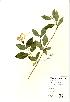  (Lonicera periclymenum - NBGW3030)  @11 [ ] Unspecified (default): All Rights Reserved  Unspecified Unspecified