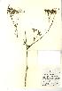  (Anthriscus sylvestris - NBGW5029)  @11 [ ] Unspecified (default): All Rights Reserved  Unspecified Unspecified