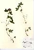  (Trifolium medium - NBGW5031)  @11 [ ] Unspecified (default): All Rights Reserved  Unspecified Unspecified