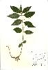 (Mercurialis perennis - NBGW5038)  @11 [ ] Unspecified (default): All Rights Reserved  Unspecified Unspecified