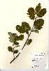  (Sorbus leyana - NBGW5043)  @11 [ ] Unspecified (default): All Rights Reserved  Unspecified Unspecified