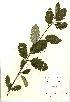  (Sorbus minima - NBGW5044)  @11 [ ] Unspecified (default): All Rights Reserved  Unspecified Unspecified
