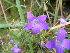  (Campanula patula - NBGW7166)  @11 [ ] CreativeCommons - Attribution (2012) National Botanic Garden of Wales National Botanic Garden of Wales