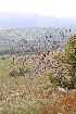  ( - NBGW7295)  @11 [ ] CreativeCommons - Attribution (2012) National Botanic Garden of Wales National Botanic Garden of Wales