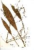  (Alisma - NMW021)  @11 [ ] Unspecified (default): All Rights Reserved  Unspecified Unspecified