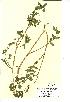  (Helosciadium nodiflorum - NMW053)  @11 [ ] Unspecified (default): All Rights Reserved  Unspecified Unspecified