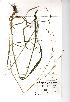  (Bromus ramosus - NMW101)  @11 [ ] Unspecified (default): All Rights Reserved  Unspecified Unspecified