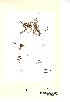  (Callitriche brutia - NMW112)  @11 [ ] Unspecified (default): All Rights Reserved  Unspecified Unspecified
