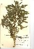  (Chenopodium ficifolium - NMW207)  @11 [ ] Unspecified (default): All Rights Reserved  Unspecified Unspecified
