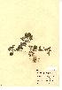  (Chenopodium vulvaria - NMW213)  @11 [ ] Unspecified (default): All Rights Reserved  Unspecified Unspecified