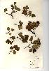  (Crataegus laevigata - NMW242)  @11 [ ] Unspecified (default): All Rights Reserved  Unspecified Unspecified