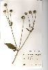  (Dipsacus pilosus - NMW268)  @11 [ ] Unspecified (default): All Rights Reserved  Unspecified Unspecified
