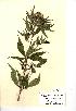  (Eupatorium cannabinum - NMW321)  @11 [ ] Unspecified (default): All Rights Reserved  Unspecified Unspecified