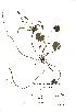  (Hydrocharis - NMW435)  @11 [ ] Unspecified (default): All Rights Reserved  Unspecified Unspecified
