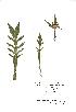  (Knautia arvensis - NMW466)  @11 [ ] Unspecified (default): All Rights Reserved  Unspecified Unspecified