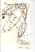  (Linum bienne - NMW501)  @11 [ ] Unspecified (default): All Rights Reserved  Unspecified Unspecified