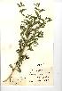  (Lithospermum officinale - NMW508)  @11 [ ] Unspecified (default): All Rights Reserved  Unspecified Unspecified