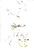 (Luronium - NMW515)  @11 [ ] Unspecified (default): All Rights Reserved  Unspecified Unspecified