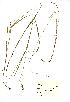  (Melica nutans - NMW537)  @11 [ ] Unspecified (default): All Rights Reserved  Unspecified Unspecified