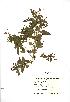  (Mercurialis - NMW545)  @11 [ ] Unspecified (default): All Rights Reserved  Unspecified Unspecified