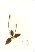  (Plantago media - NMW634)  @11 [ ] Unspecified (default): All Rights Reserved  Unspecified Unspecified
