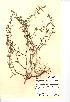  (Polygonum oxyspermum - NMW648)  @11 [ ] Unspecified (default): All Rights Reserved  Unspecified Unspecified