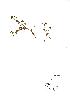  (Ranunculus hederaceus - NMW697)  @11 [ ] Unspecified (default): All Rights Reserved  Unspecified Unspecified