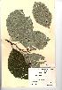  (Sorbus leptophylla - NMW708)  @11 [ ] Unspecified (default): All Rights Reserved  Unspecified Unspecified