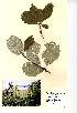  (Sorbus porrigentiformis - NMW709)  @11 [ ] Unspecified (default): All Rights Reserved  Unspecified Unspecified