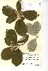  (Sorbus whiteana - NMW710)  @11 [ ] Unspecified (default): All Rights Reserved  Unspecified Unspecified
