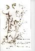  (Sison amomum - NMW717)  @11 [ ] Unspecified (default): All Rights Reserved  Unspecified Unspecified