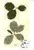  (Sorbus cambrensis - NMW730)  @11 [ ] Unspecified (default): All Rights Reserved  Unspecified Unspecified
