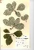  (Sorbus stenophylla - NMW731)  @11 [ ] Unspecified (default): All Rights Reserved  Unspecified Unspecified