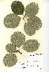  (Sorbus eminens - NMW732)  @11 [ ] Unspecified (default): All Rights Reserved  Unspecified Unspecified
