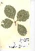  (Sorbus eminentiformis - NMW733)  @11 [ ] Unspecified (default): All Rights Reserved  Unspecified Unspecified