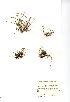  (Sagina alexandrae - NMW741)  @11 [ ] Unspecified (default): All Rights Reserved  Unspecified Unspecified
