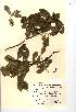  (Salix pentandra - NMW754)  @11 [ ] Unspecified (default): All Rights Reserved  Unspecified Unspecified
