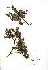  (Salix repens - NMW757)  @11 [ ] Unspecified (default): All Rights Reserved  Unspecified Unspecified