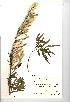  (Salix viminalis - NMW759)  @11 [ ] Unspecified (default): All Rights Reserved  Unspecified Unspecified