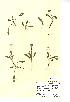  (Succisa - NMW772)  @11 [ ] Unspecified (default): All Rights Reserved  Unspecified Unspecified
