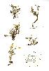  (Ranunculus sardous - NMW801)  @11 [ ] Unspecified (default): All Rights Reserved  Unspecified Unspecified