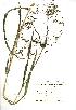  (Scirpus sylvaticus - NMW854)  @11 [ ] Unspecified (default): All Rights Reserved  Unspecified Unspecified