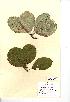  (Sorbus hibernica - NMW888)  @11 [ ] Unspecified (default): All Rights Reserved  Unspecified Unspecified
