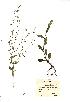  (Myosotis secunda - NMW896)  @11 [ ] Unspecified (default): All Rights Reserved  Unspecified Unspecified