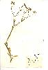  (Valerianella dentata - NMW957)  @11 [ ] Unspecified (default): All Rights Reserved  Unspecified Unspecified