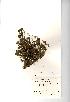  (Trifolium subterraneum - NMW967)  @11 [ ] Unspecified (default): All Rights Reserved  Unspecified Unspecified