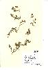 (Trifolium arvense - NMW976)  @11 [ ] Unspecified (default): All Rights Reserved  Unspecified Unspecified